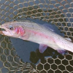 スタートダッシュは決めたが…大安トラウトレイク